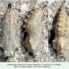 polygonia egea pupa chirkata